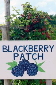 blackberries