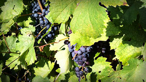 grape leaves