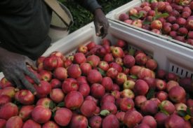 apple picking