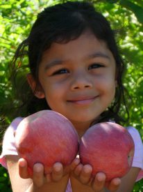 apple picking