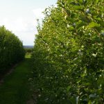apple tree 3
