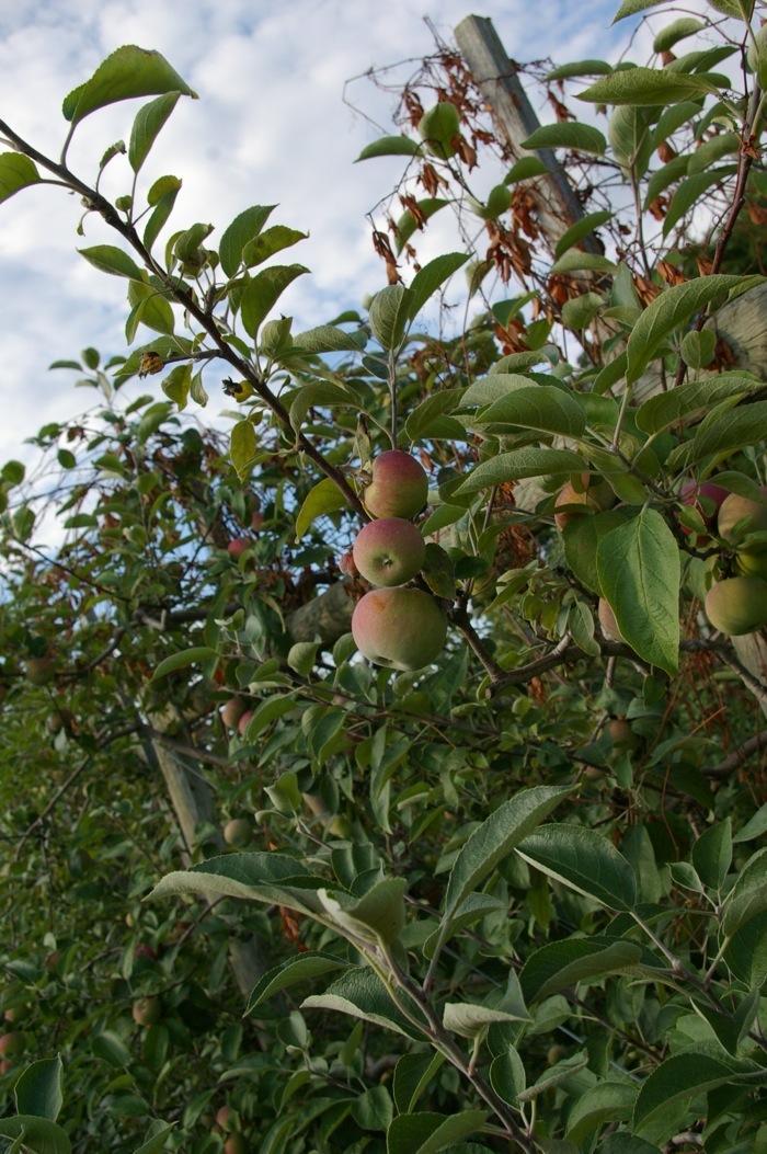 Pink Lady® Apples Terhune Orchards