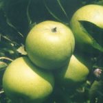 granny smith apples