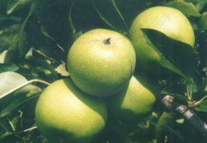 granny smith apples