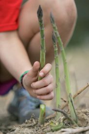 asparagus Terhune Orchards farm