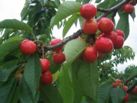 cherries on tree