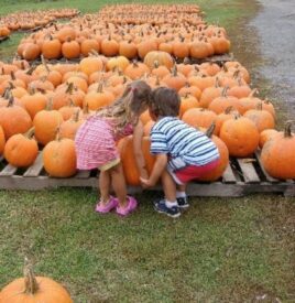 pumpkins