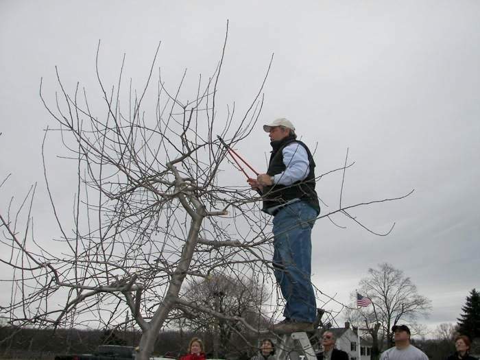 Gary pruning