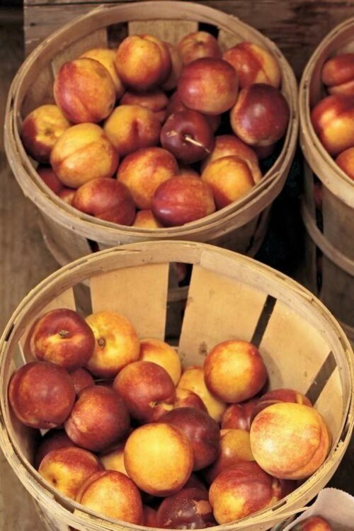 nectarines