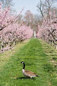 peach blossoms