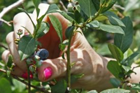 blueberry picking