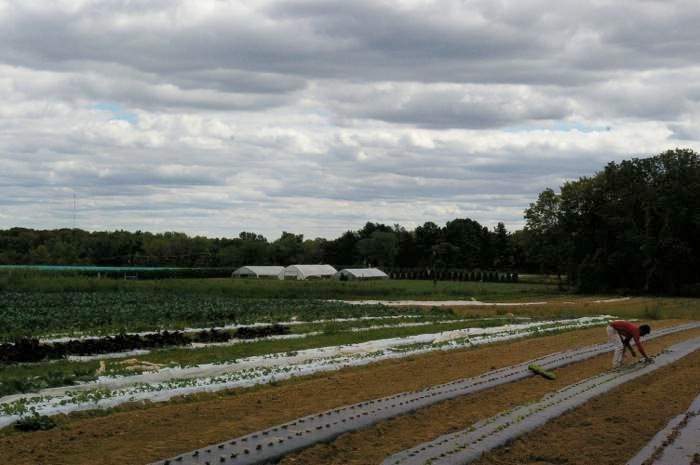 broccoli field