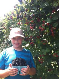 camp blackberry picking