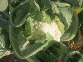 cauliflower