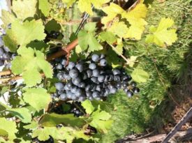 grapes Terhune Orchards vineyards