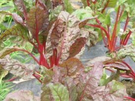 colorful chard