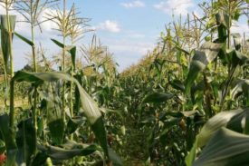 corn in field