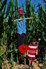 corn maze