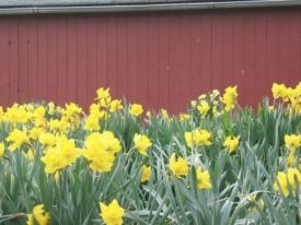 daffodils