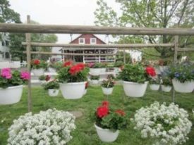 hanging baskets flowers