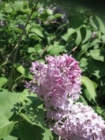 lilacs