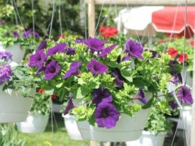 petunias