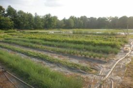 herbs in field