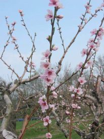 peach blossoms