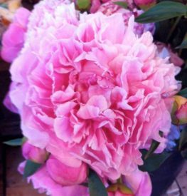 peony