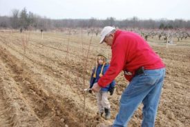 planting trees