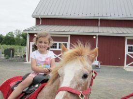 pony rides