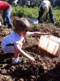 Becket picking potatoes