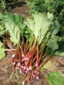 rhubarb