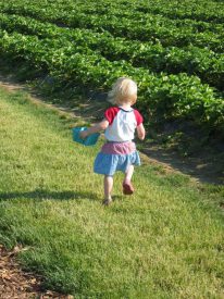 strawberry picking