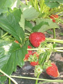 strawberries vine