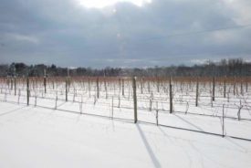 winter Terhune Orchards farm snow Princeton NJ