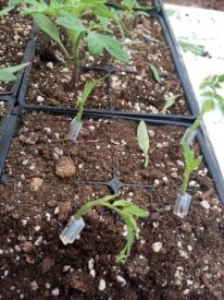 tomato grafting