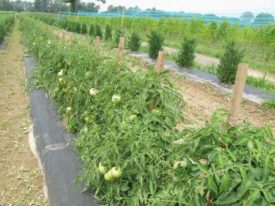 tomato vine