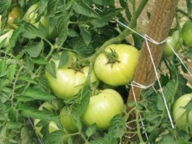 tomato vine