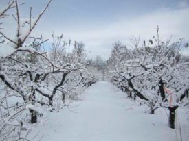 trees winter