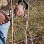 vineyard pruning