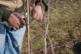 vineyard pruning