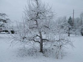 winter snow Terhune Orchards farm Princeton NJ