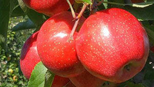 apples