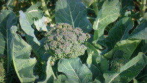 broccoli