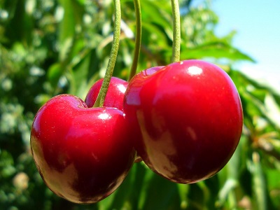 cherry picking small