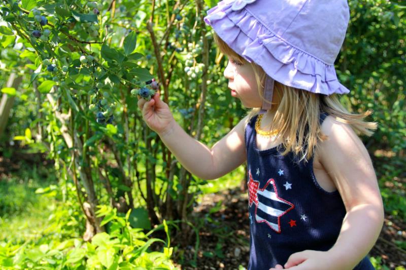 little girl blueberry picking