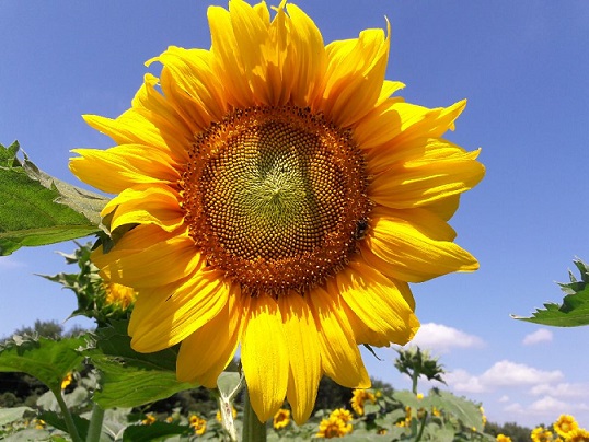 sunflower 2