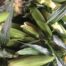 sweet corn