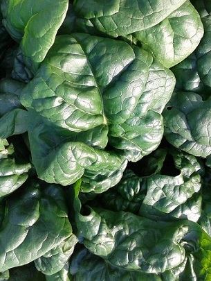 summer spinach
